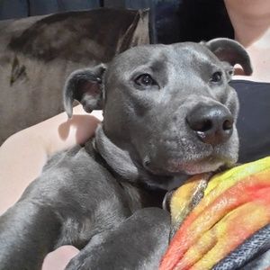 Meet your Posher, Brig